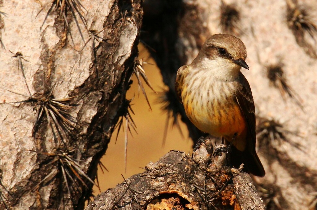 Vermilion Flycatcher From Bosque Los Colomos C El Chaco