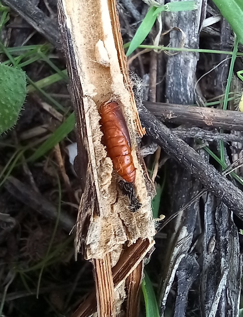 Viper S Bugloss Moth From Parque Florestal Monsanto On January 2 2024