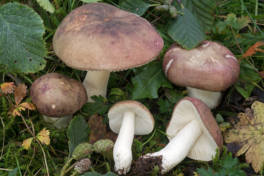 Russula Alnetorum From Provincia Di Brescia Italia On September