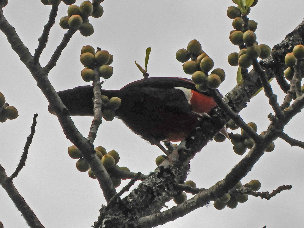 Double Toothed Barbet From Kwanza Kenya On December At