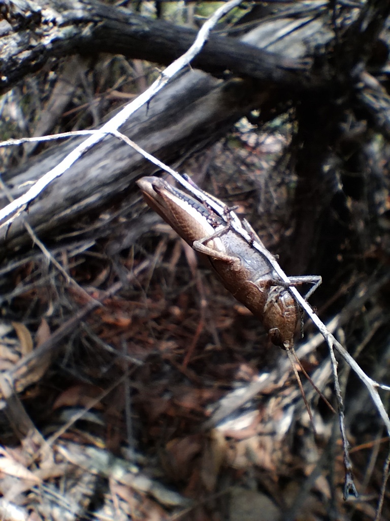 Gumleaf Grasshoppers From Sydney Nsw Australia On January At