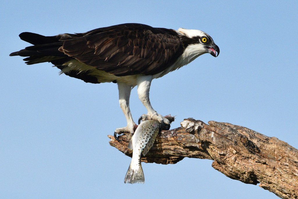 Osprey From Monroe County Fl Usa On January At Am By