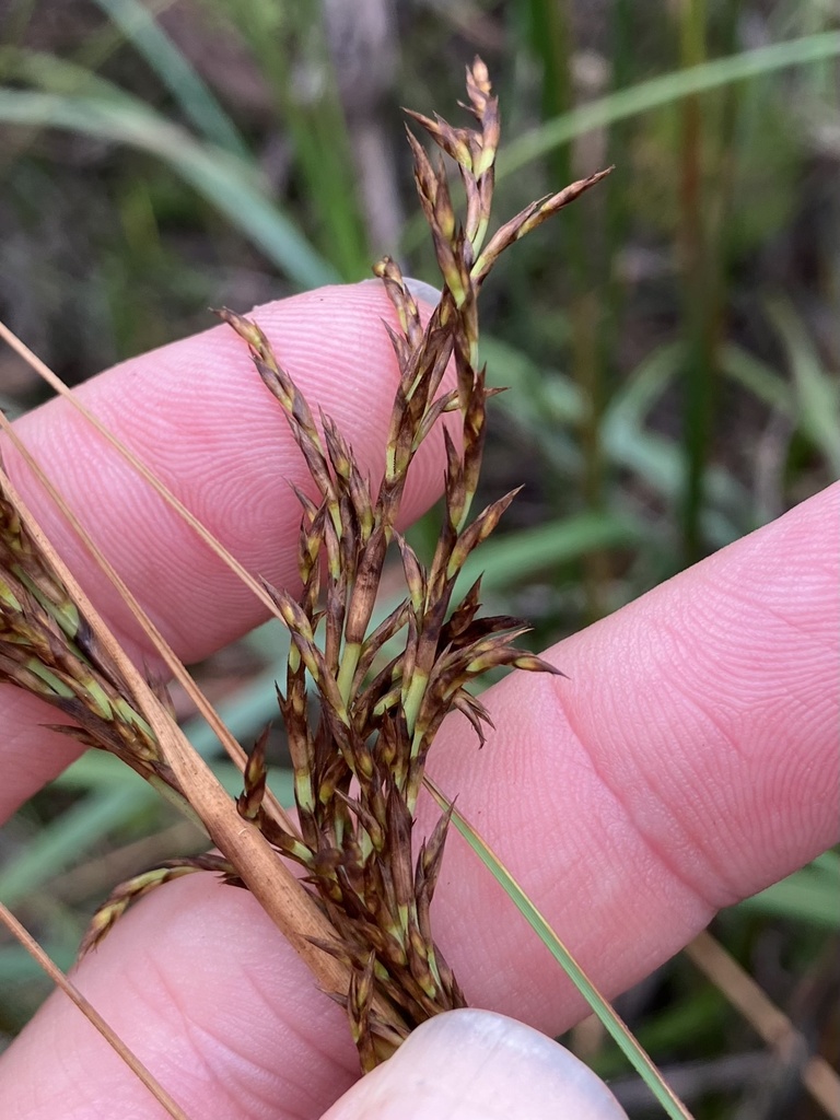 Red Fruit Saw Sedge From Barren Grounds Brogers Creek Nsw Au On