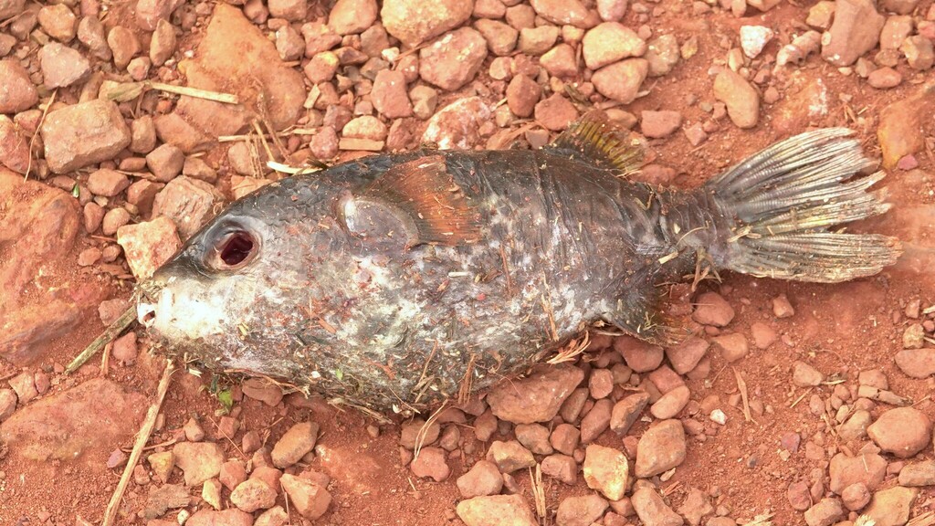 Pufferfishes From Betul Fort Goa On December At Am By