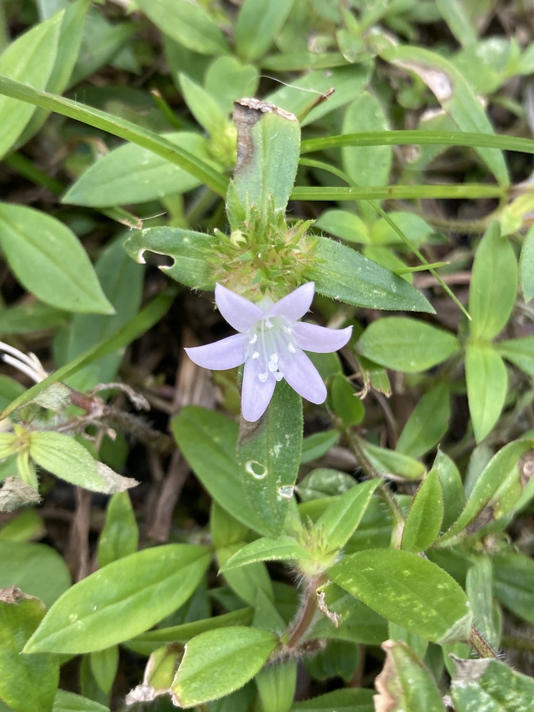 Largeflower Mexican Clover From Jonathan Dickinson State Park Hobe