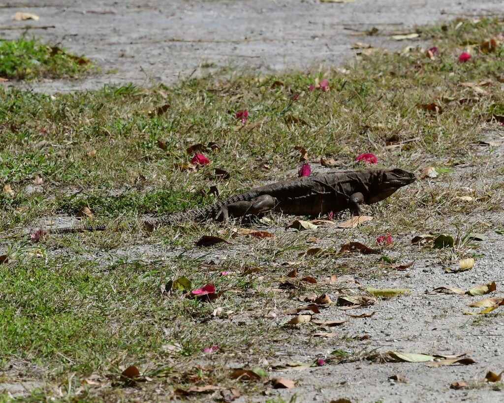 Black Spiny Tailed Iguana From Cozumel Mx Qr Mx On January At