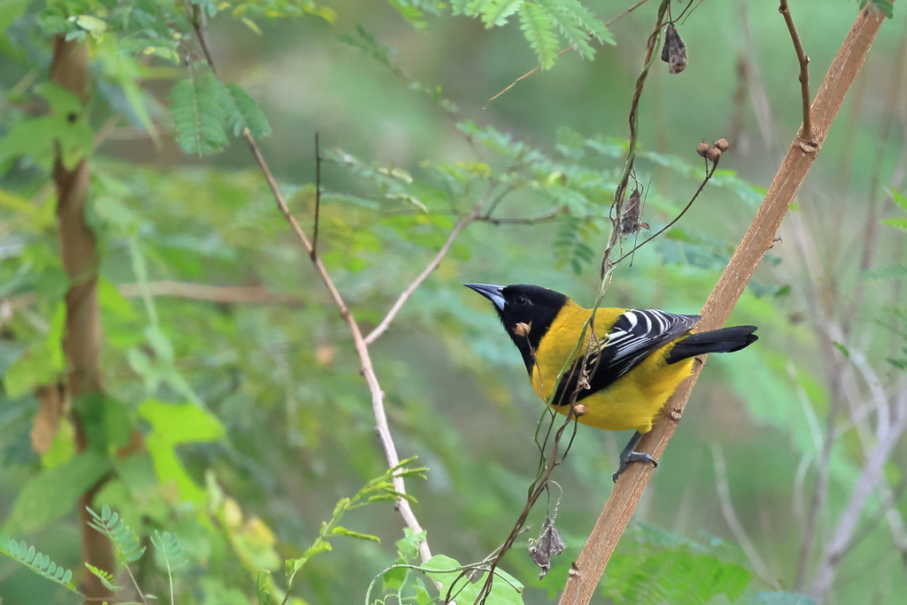 Audubon s Oriole from La Turbina Sabinas Hidalgo N L México on