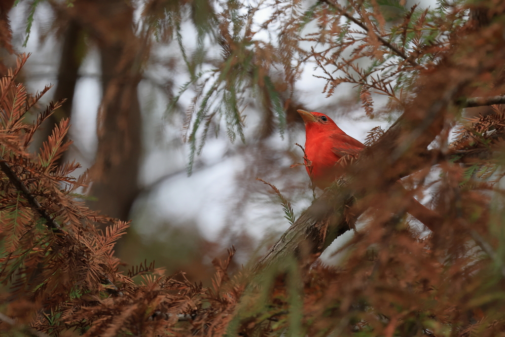 Summer Tanager From La Turbina Sabinas Hidalgo N L M Xico On