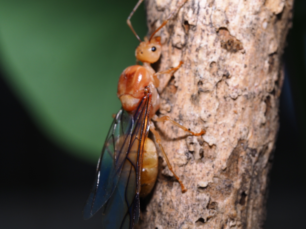 Asian Weaver Ant From Old Environment Department Office Pante Macassar