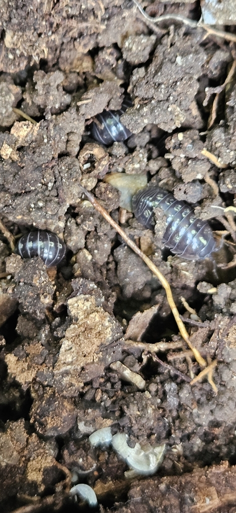 Common Pill Woodlouse From Barsden Park Croydon Ave South Tamworth