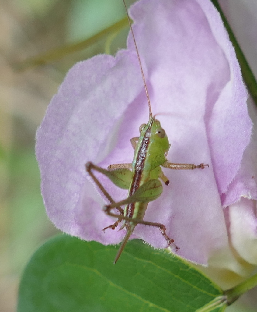 Lesser Meadow Katydids From Zona Rural De Paudalho Pernambuco On