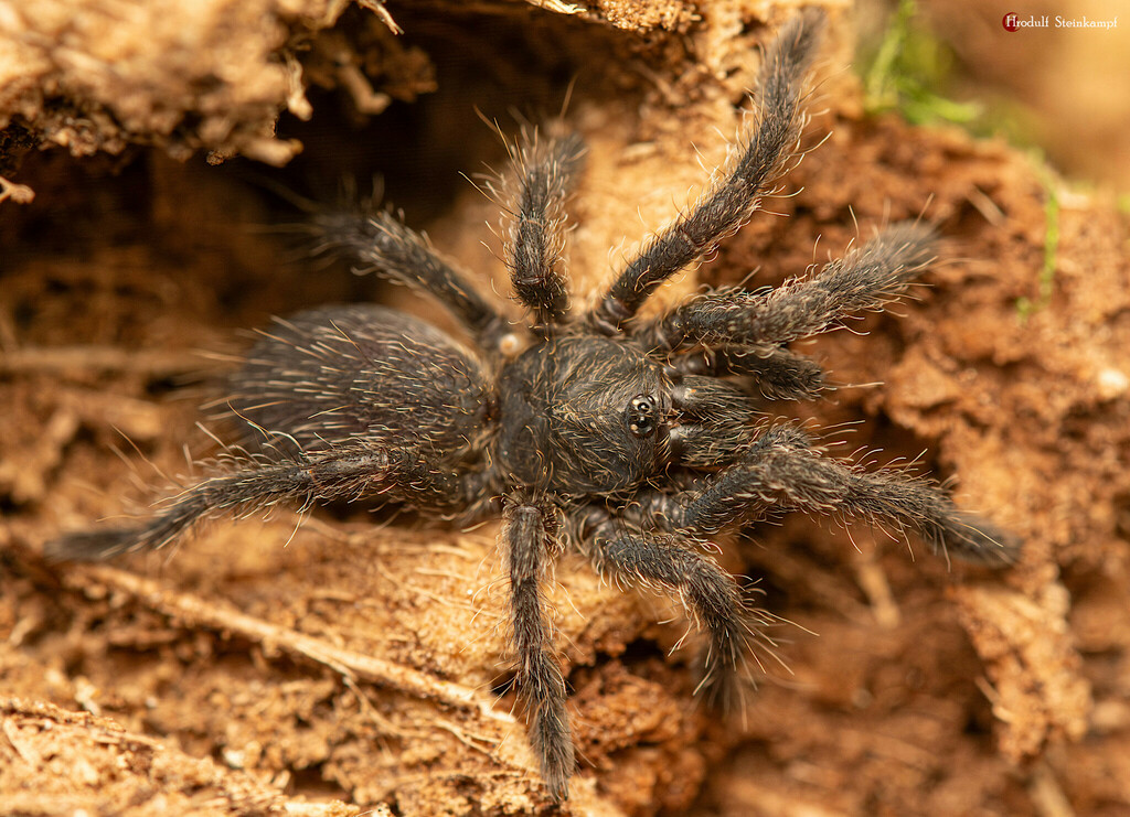 Southern Baboon Spiders From Ndumo Game Reserve Maputaland South