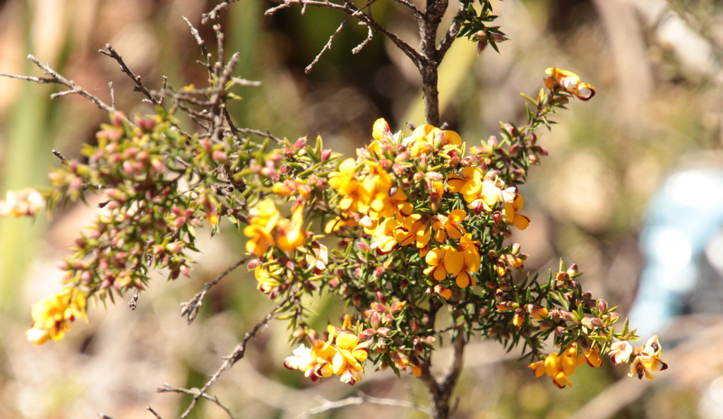 Prickly Beauty From West Coast TAS 7321 Australia On November 19 2023