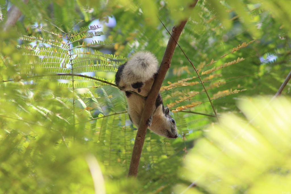 Finlayson S Squirrel From Chatuchak Bangkok Thailand On January