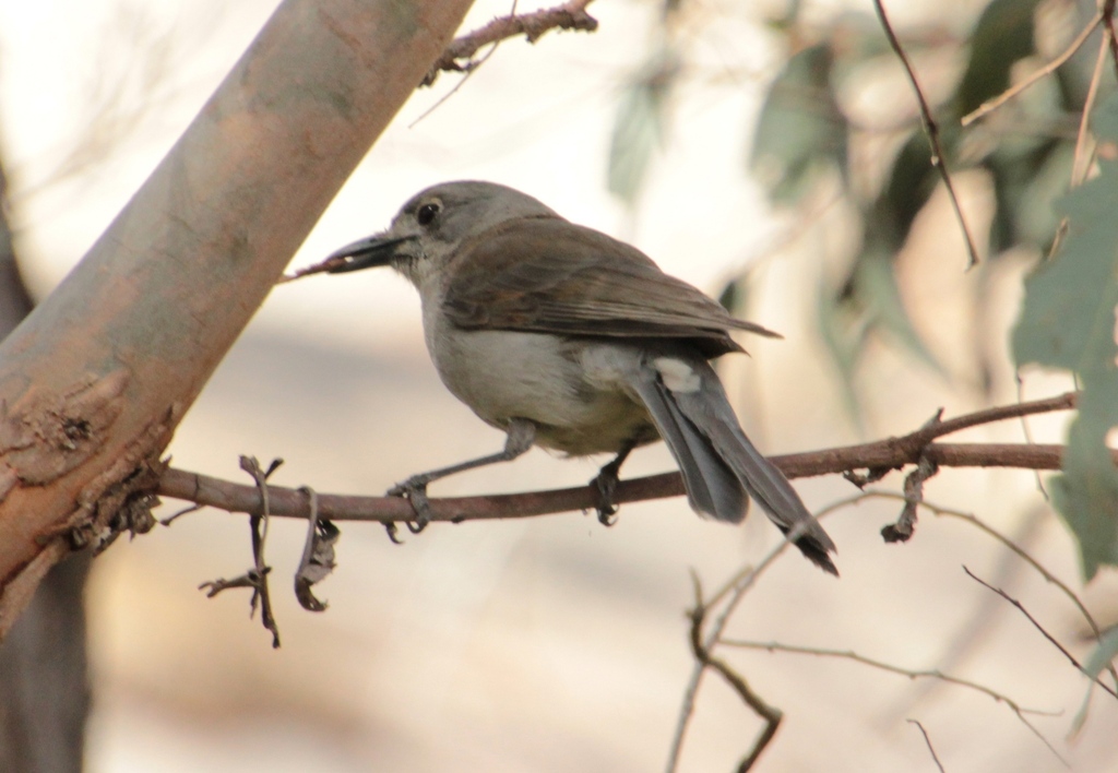 Eastern Grey Shrikethrush From Black Range Vic Australia On