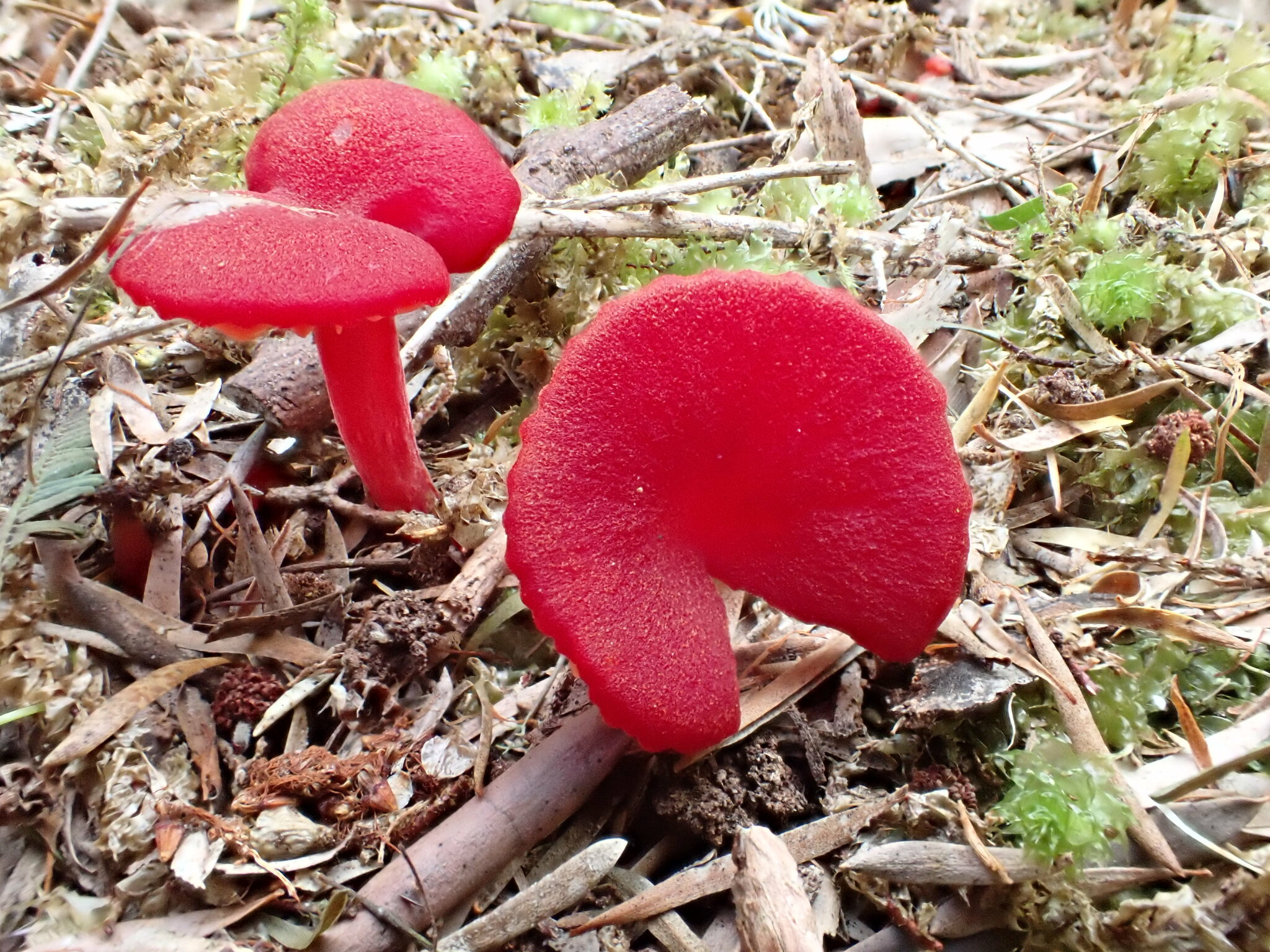 Hygrocybe Miniata Mennigroter Saftling