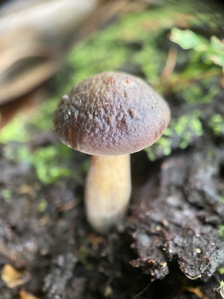 Golden Gilled Bolete In January 2024 By Jordanbyrce INaturalist