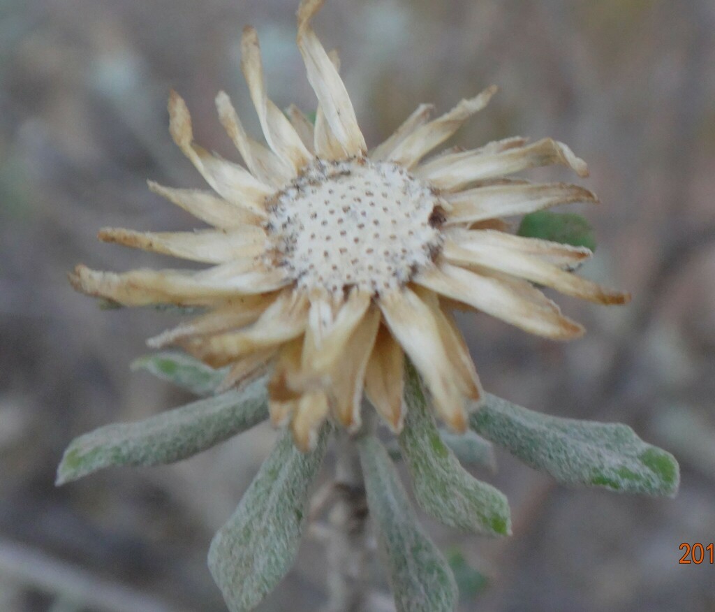 Showy Daisy Bush From Flinders Ranges Sa Australia On May