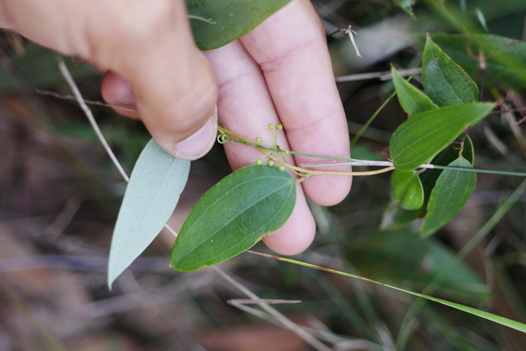 Sweet Sarsaparilla From Redland Bay QLD 4165 Australia On December 13