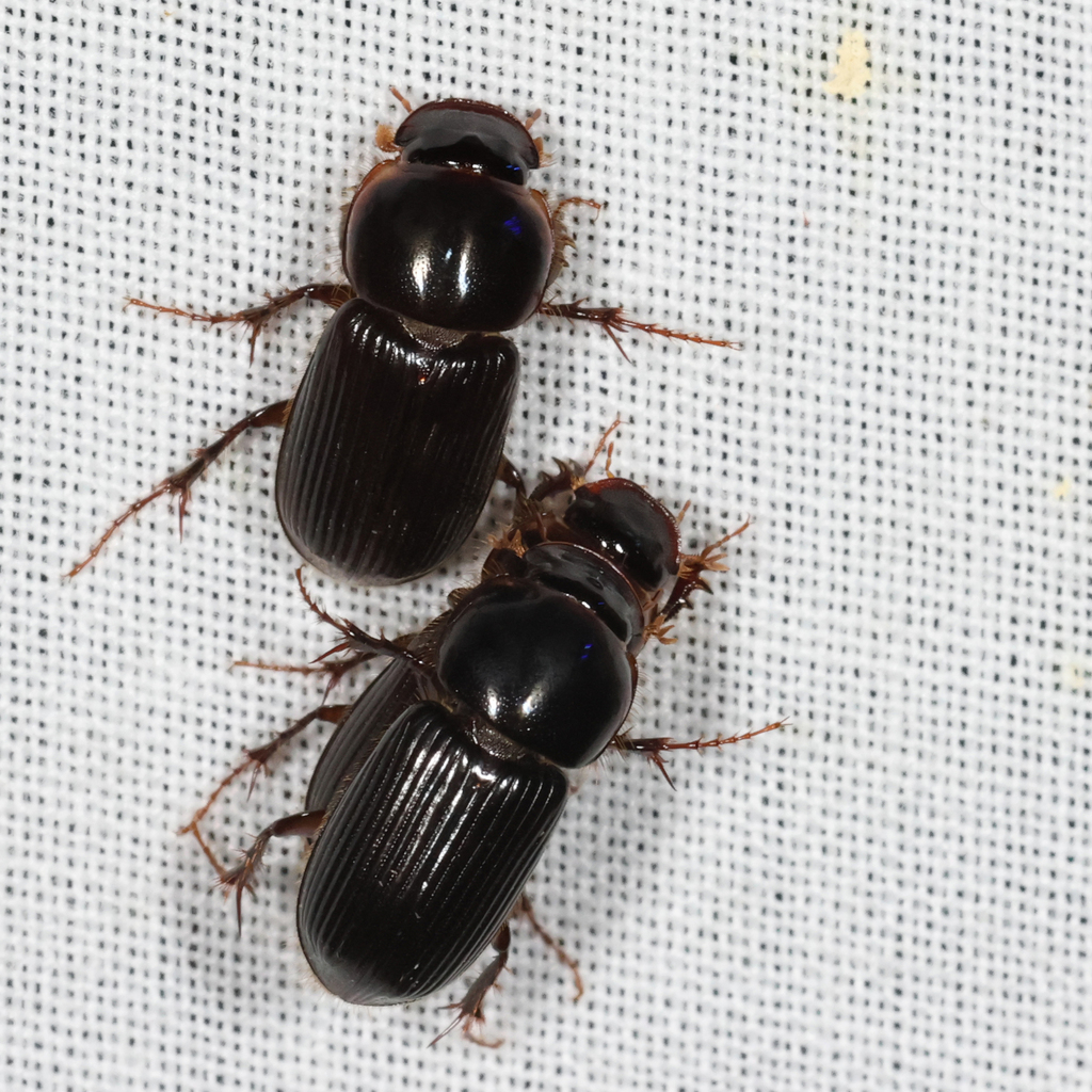 Small Dung Beetles From Addington Vic Australia On January