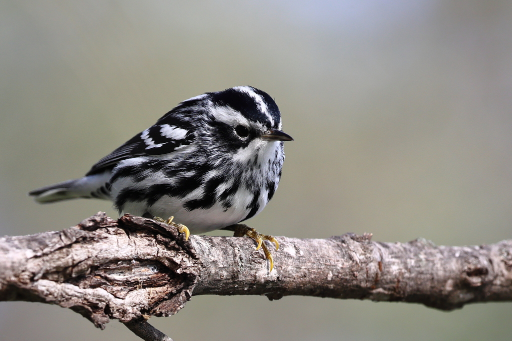 Black and white Warbler from La Turbina Sabinas Hidalgo N L México