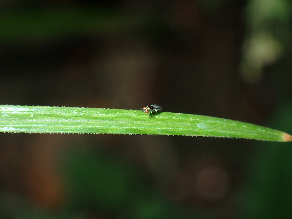 Tetracneminae From Pante Macassar Timor Leste On January 7 2024 At 11