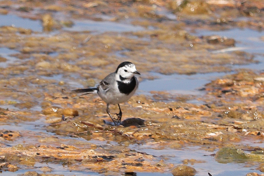 White Wagtail From Aswan Desert Aswan Governorate Egypt On January