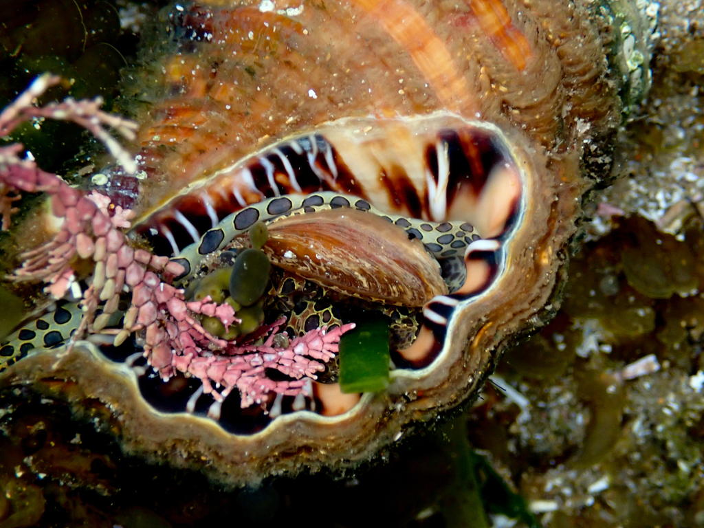 Giant Hairy Triton Snail From Bateau Bay Beach NSW Australia On