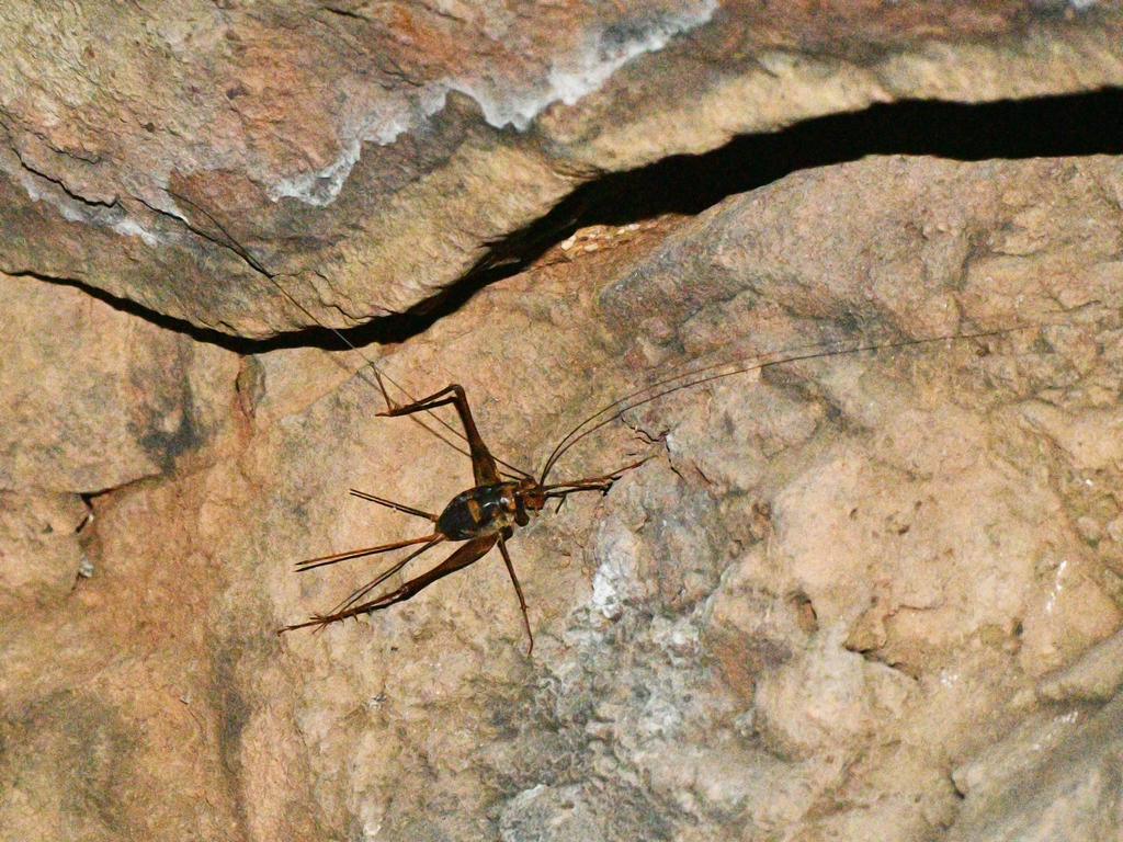 Camel Crickets Cave Crickets and Cave Wēta from Simhachalam on