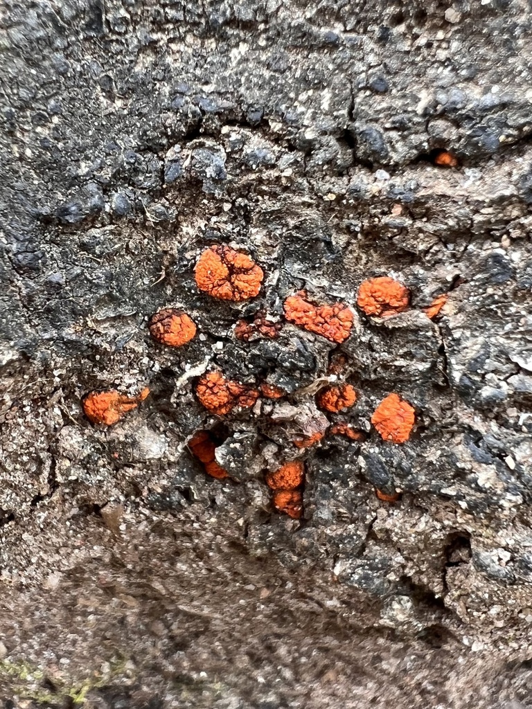 Orange Hobnail Canker From E Morningside Dr Ne Atlanta Ga Us On