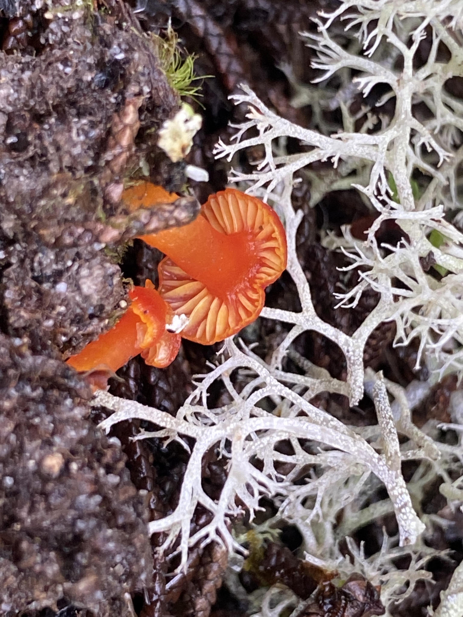 Hygrocybe Miniata Mennigroter Saftling