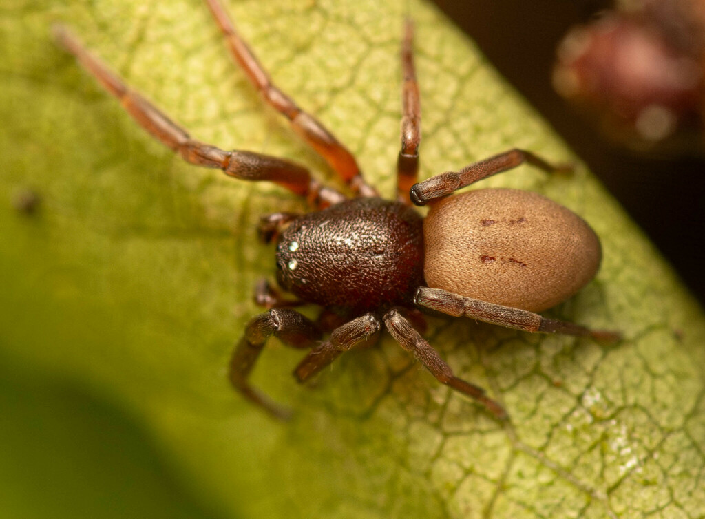 Fuchibotulus From Ndumo Game Reserve Maputaland South Africa On