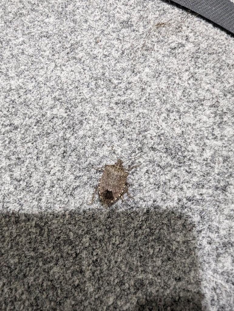 Brown Marmorated Stink Bug From Nord Bruxelles Belgique On January 2