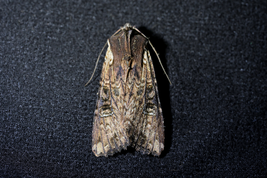 Ichneutica Omoplaca From National Park New Zealand On December