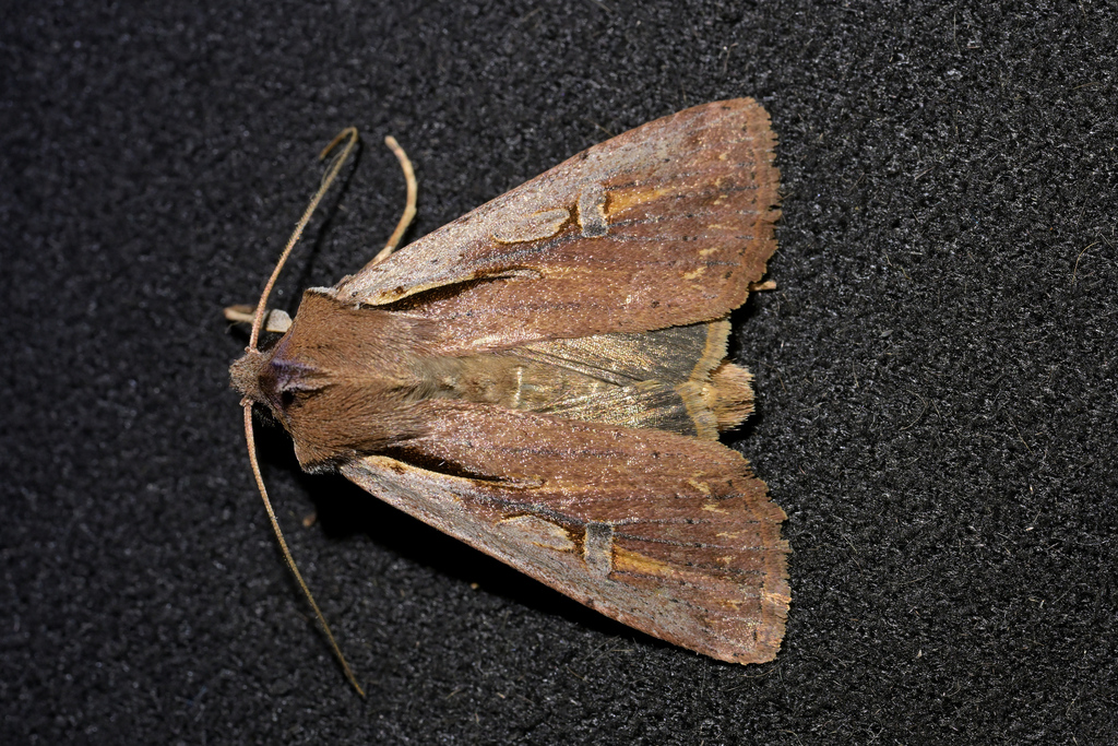 Ichneutica Atristriga From National Park New Zealand On December