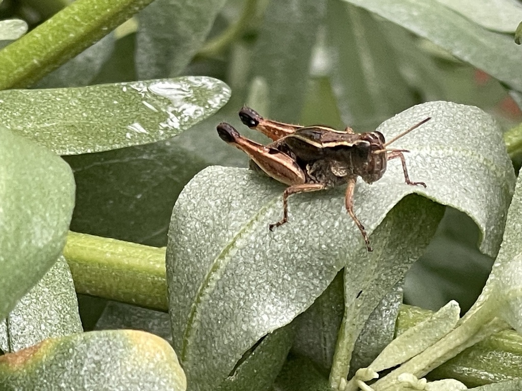 Wingless Grasshopper From William St Koo Wee Rup Vic Au On January