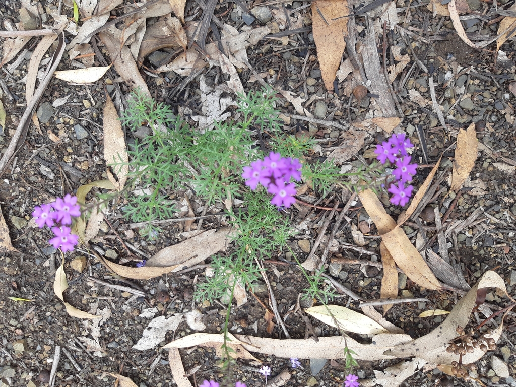 South American Mock Vervain From Monto Au Ql Au On January At