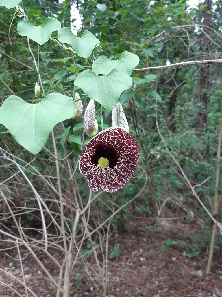 Calico Flower From Monto Au Ql Au On January At Am By