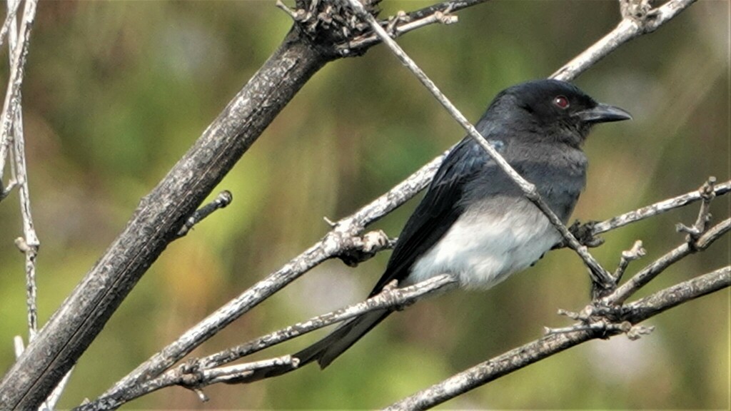 White Bellied Drongo From Pavna Nagar Post Taluka Maval Lonavala