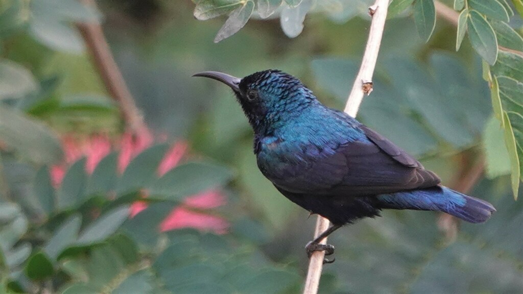 Purple Sunbird From Pavna Nagar Post Taluka Maval Lonavala Tungi