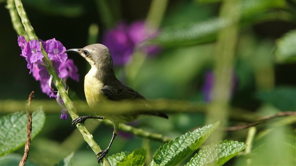 Purple Sunbird From Pavna Nagar Post Taluka Maval Lonavala Tungi