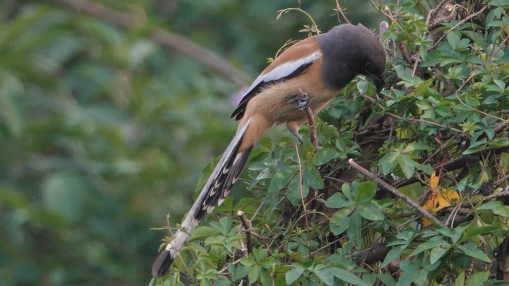 Rufous Treepie From Pavna Nagar Post Taluka Maval Lonavala Tungi