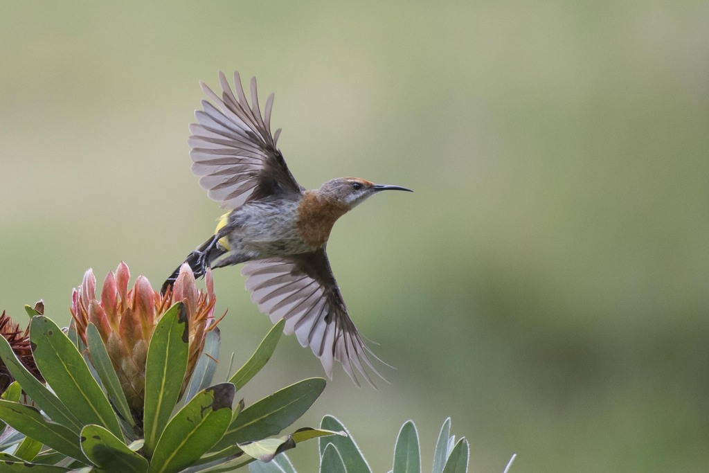 Gurney S Sugarbird From Sani Pass South Africa On January At