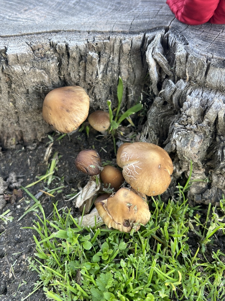 Common Gilled Mushrooms And Allies From Summit Charter Academy Ceres