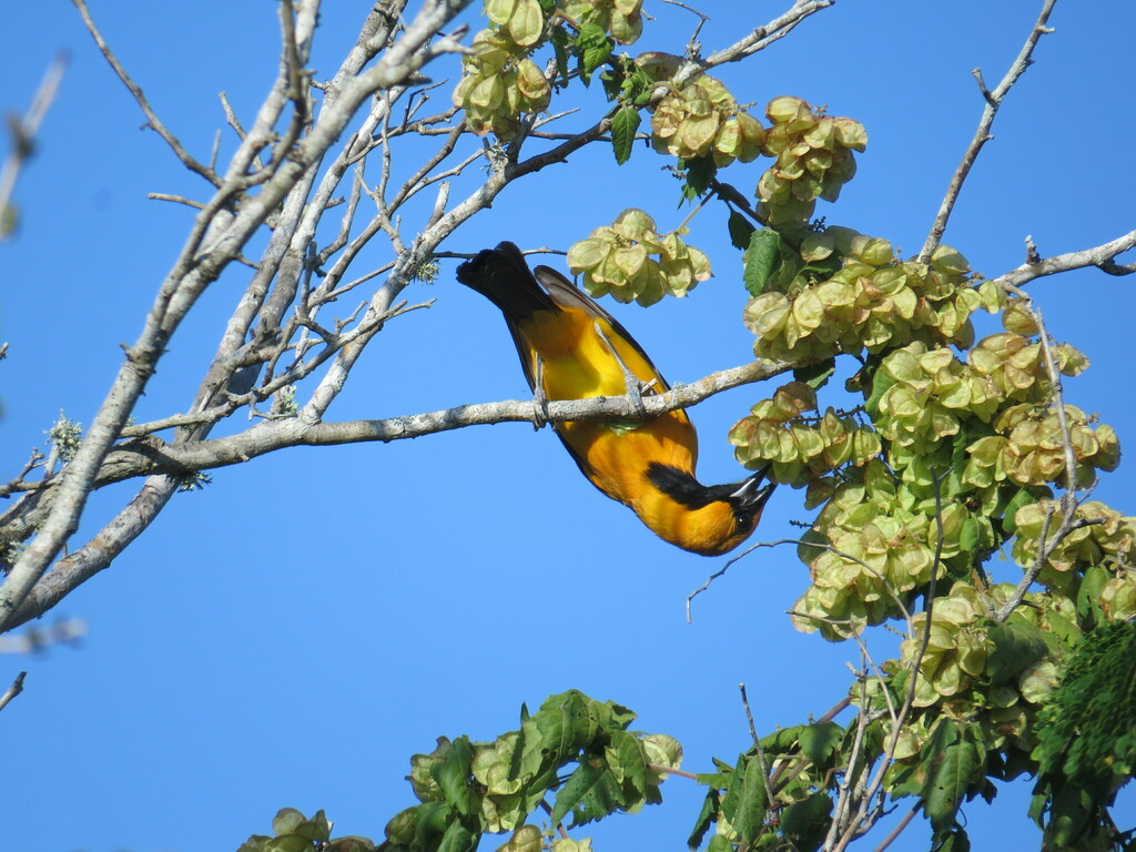 Calandria Dorso Negro Mayor desde 97303 Dzidzilché Yuc México el