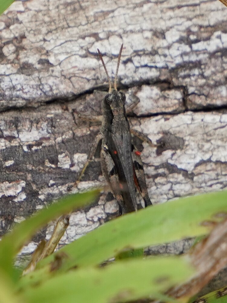 Wingless Grasshopper From Coimadai VIC 3340 Australia On January 13