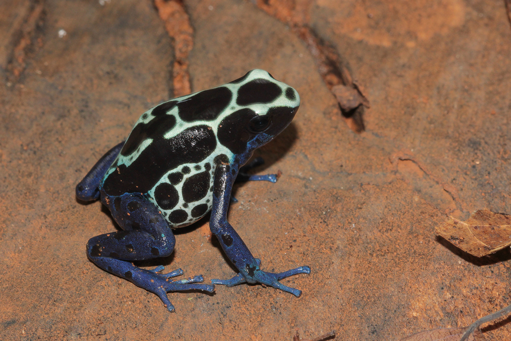 Dyeing Poison Dart Frog from Matoury 97351 Guyane française on January