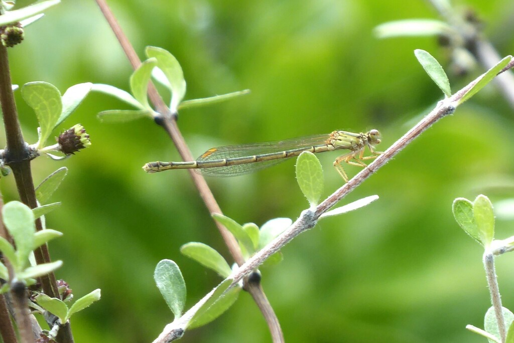 Red Damselfly From Waikouaiti New Zealand On January 7 2024 At 10 43