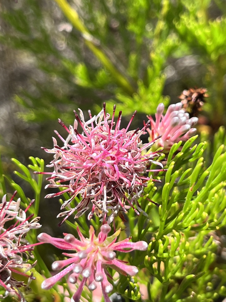 Longstalk Spiderhead From Kogelberg Nature Reserve Greater Hermanus