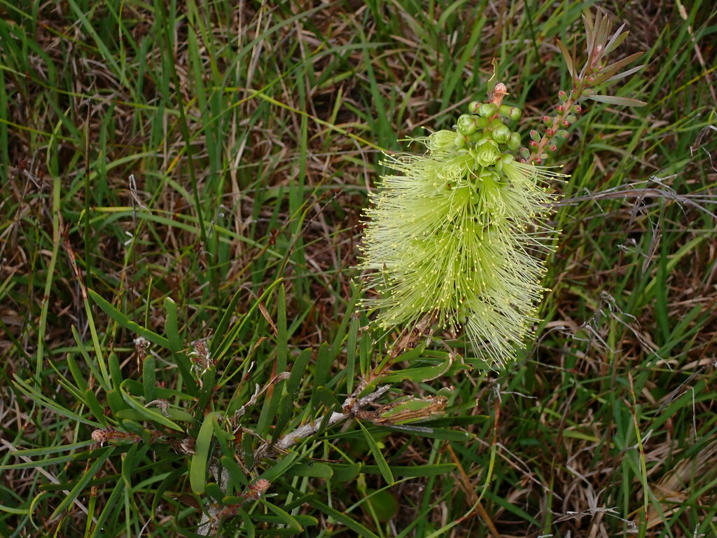 Wallum Bottlebrush From Red Rock NSW 2456 Australia On January 14